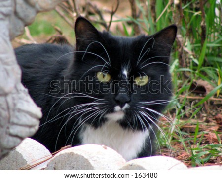 black and white cat with green eyes