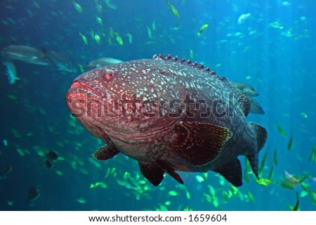 Big fish in aquarium with other smaller fish in soft background
