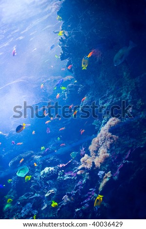 Display of Colorful Caribbean Fish Appropriate for a Background Image