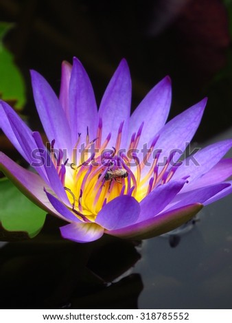 Bees are sniffing purple lotus that floating on water