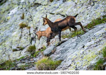 Chamois and it's cub descending at sunset from high peaks in Fagaras Mountains Imagine de stoc © 