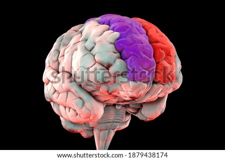 Human brain with highlighted superior frontal gyrus, also marginal gyrus, front view, 3D illustration. It is located in the frontal lobe and is associated with self-awareness and laughter ストックフォト © 