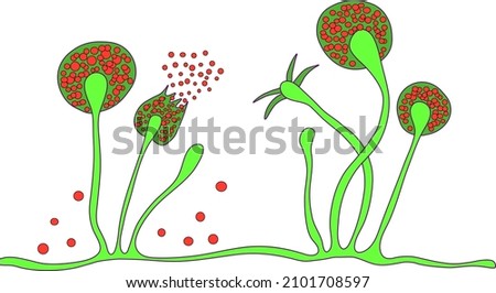 Mucor mold, black fungus, bread mold fungi. Opportunistic fungi that cause mucormycosis, complication of Covid-19. Vector scientific illustration