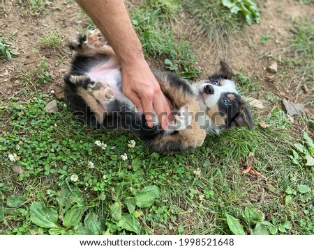 Similar – Image, Stock Photo White shepherd dog gets petted