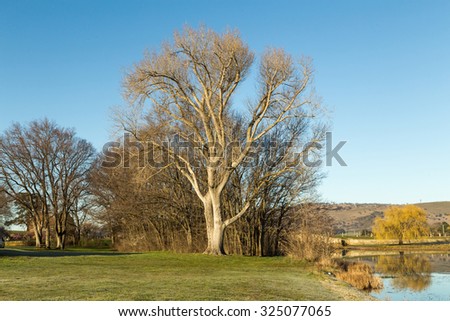 A dry tree in the green lawn and the river