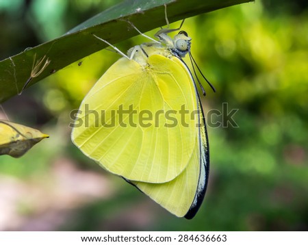 Moment about butterfly change form chrysalis