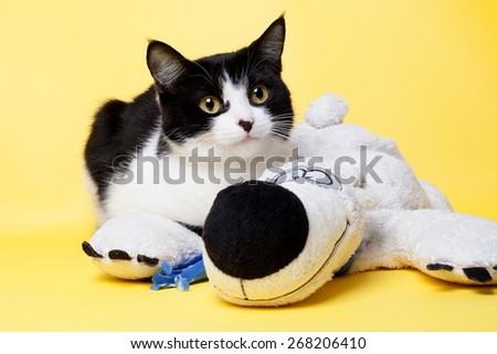 black and white cat  with teddy bear studio photo