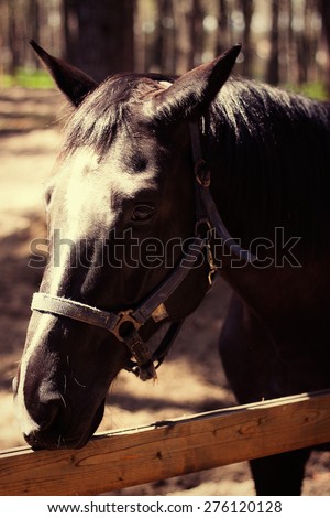 Brown stallion. Portrait of a sports brown horse. Riding on a horse. Thoroughbred horse. Beautiful horse.