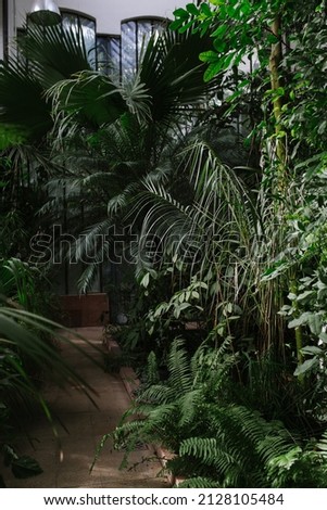 Similar – Image, Stock Photo Greenhouse glasshouse sunny interior full of fresh green plants. Modern interior architecture design. Natural Indoor decorative plants. Lush botanical garden. Beautiful spring background.