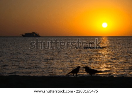 Outline of birds against the background of the rising sun, egypt, safaga july 2022 Zdjęcia stock © 