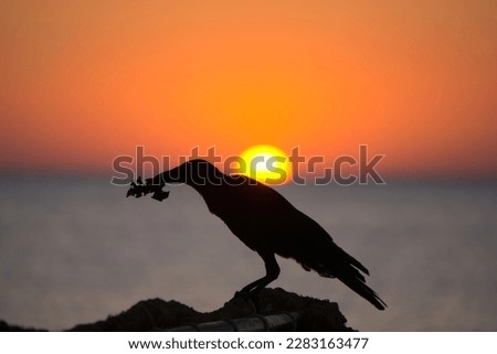 Outline of birds against the background of the rising sun, egypt, safaga july 2022 Zdjęcia stock © 