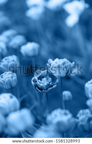 Image, Stock Photo Two-coloured tulip leaning against dark green wooden door