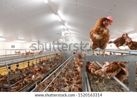 Laying hens in aviary and outdoors in a hen house
 Foto d'archivio © 