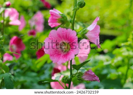 Similar – Image, Stock Photo Closeup of a Hollyhock