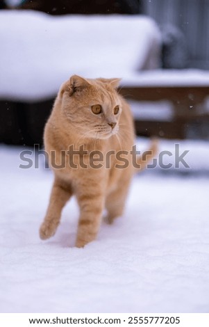 Similar – Image, Stock Photo The cat came to visit the garden: black and white shot of a terrace from above in winter with a small pond, bird house, bench, chairs, table and animal tracks in the snow