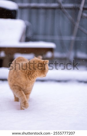 Similar – Image, Stock Photo The cat came to visit the garden: black and white shot of a terrace from above in winter with a small pond, bird house, bench, chairs, table and animal tracks in the snow