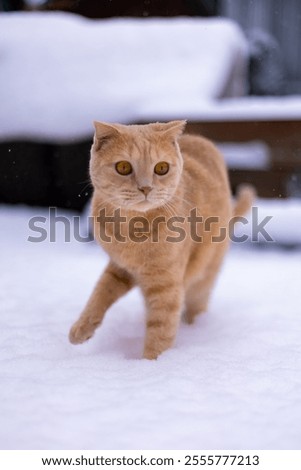 Similar – Image, Stock Photo The cat came to visit the garden: black and white shot of a terrace from above in winter with a small pond, bird house, bench, chairs, table and animal tracks in the snow