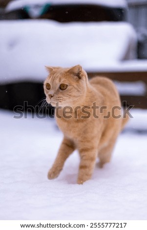 Similar – Image, Stock Photo The cat came to visit the garden: black and white shot of a terrace from above in winter with a small pond, bird house, bench, chairs, table and animal tracks in the snow