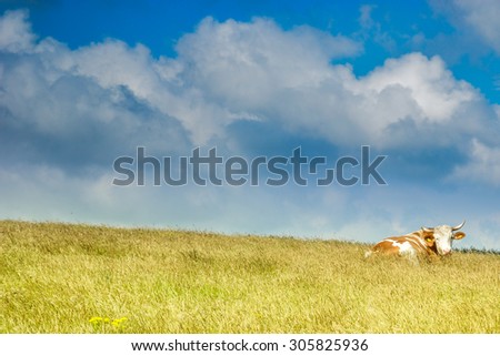 Grass field with the cow resting. Clouds in background.