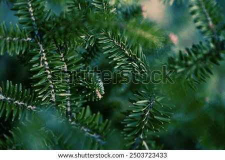 Image, Stock Photo Fir needles with morning dew