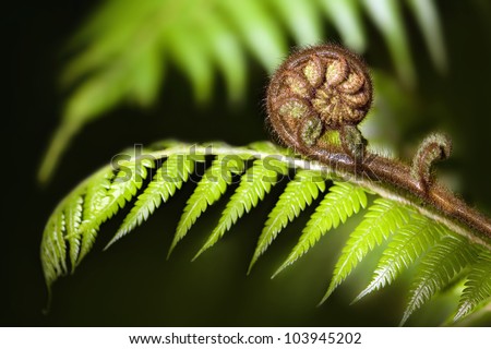 New Zealand Iconic Fern Koru Stock Photo 103945202 : Shutterstock