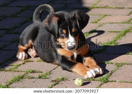 Similar – Image, Stock Photo Appenzeller mountain dog in the hallway