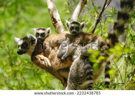 Similar – Image, Stock Photo Katta with baby on the back