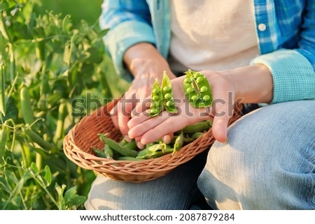 Woman with freshly picked green pea pods peeling and eating peas in vegetable garden Stock foto © 