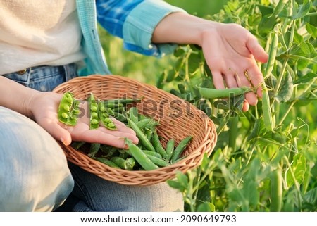 Woman with freshly picked green pea pods peeling and eating peas in vegetable garden Foto stock © 