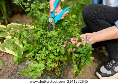 Woman picking spicy herb parsley growing in the garden. Photo stock © 