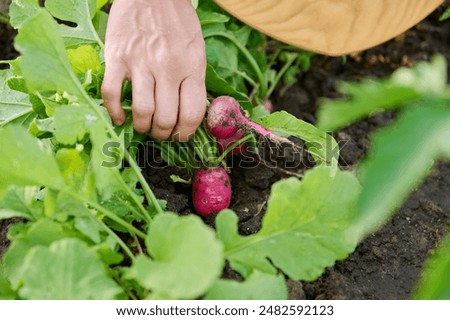 Similar – Image, Stock Photo Radish growing on farm in summer