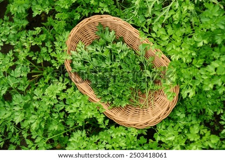 Similar – Image, Stock Photo Growing green parsley in the garden, selective focus