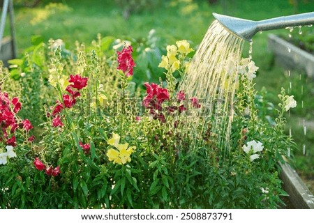 Similar – Image, Stock Photo Watering can and flowers pots in sunlight on pink background. Top view. Gardening concept. Creative layout