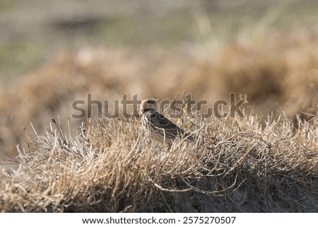 Similar – Foto Bild Rotkehlchen Portrait