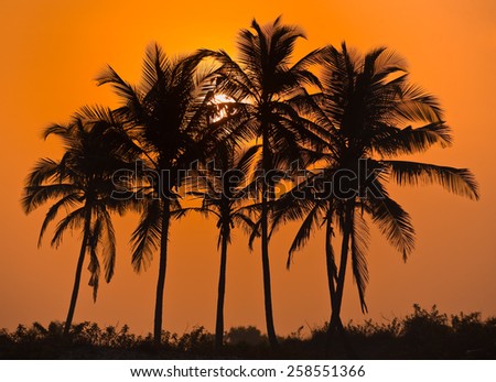 Palm trees sunrise golden sky back light in India