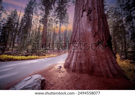 Similar – Foto Bild Mammutbaum (Sequoia) Natur