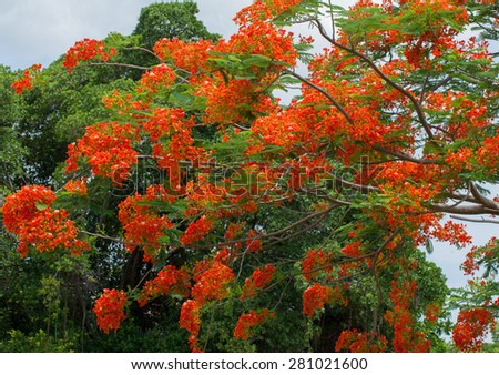 Flam-boyant, The Flame Tree, Royal Poinciana