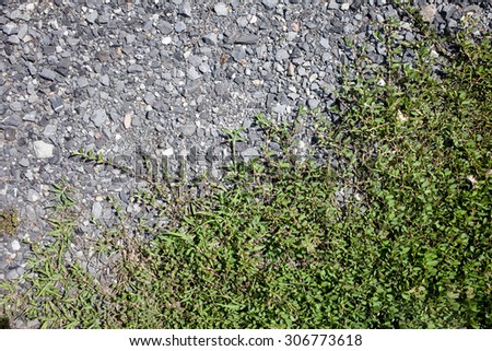green  grass between   stone pebble. It is a good live together nature,