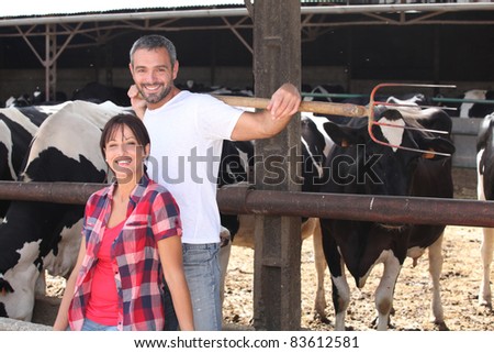 a couple of farmers behind cows