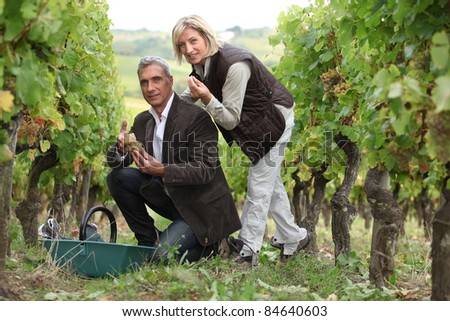 Man and woman picking grapes in a vineyard