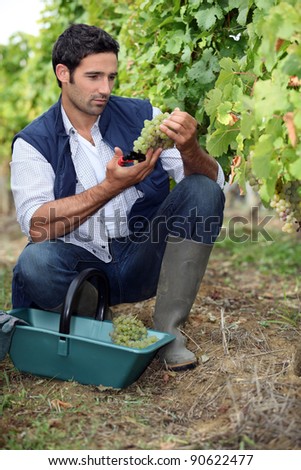 wine-grower picking grapes