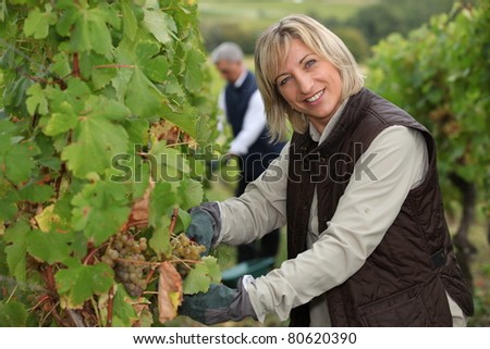 wife and husband working in their vineyard Stockfoto © 
