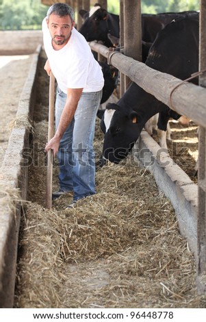 Farmer feeding the cows