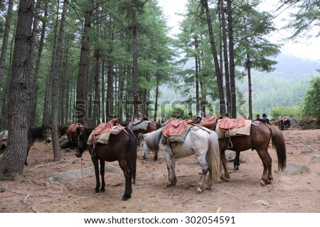 Horses for Tourists Riding up to Tiger\'s Nest Monastery (Taktsang Palphug) at Paro Valley, Bhutan.