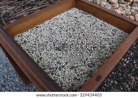 White Pepper on Wooden Tray, Traditional Drying Process. Low key still life with directional, natural lighting.