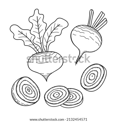 Set of beets line art. Harvest ripe vegetables from the garden. Doodle drawing of herbal products. Sliced beetroot. Hand drawn vector outline illustration.