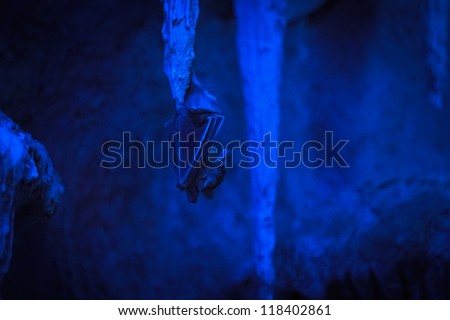 Bat hanging on a stalactite in the dark (Malayan bat)
