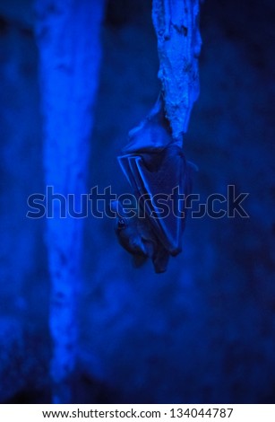 Bat hanging on a stalactite in the dark (Malayan bat)