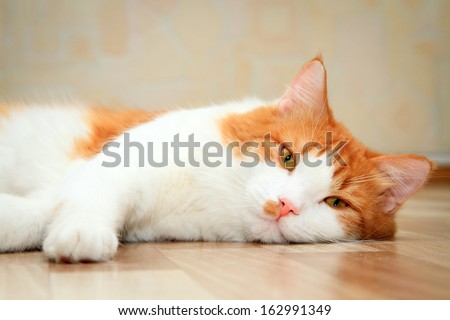 cute red and white cat lying on the floor