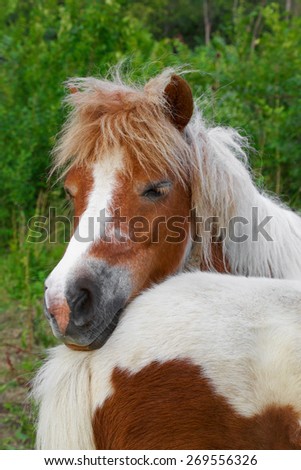 A pony is a small horse. Depending on context, a pony may be a horse that is under an approximate or exact height at the withers, or a small horse with a specific conformation and temperament.